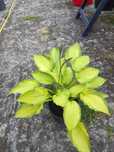 Funkia,hosta  ogrodowa