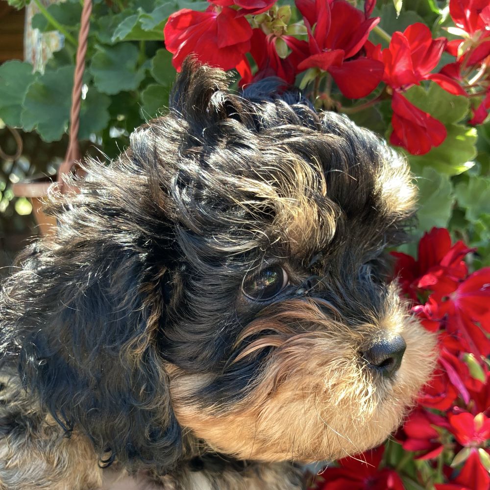 Cavapoo piesek czarno-podpalany