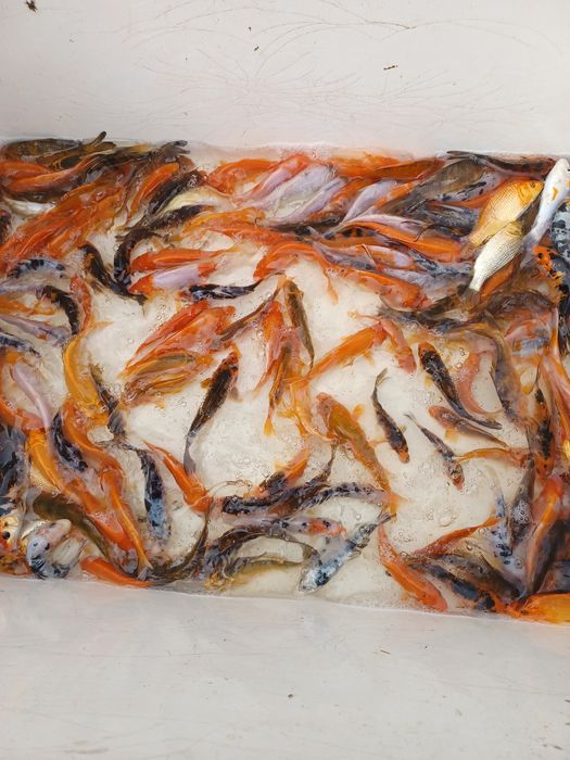 Karp narybek/kroczek  . Amur ,Lin ,Węgorz.