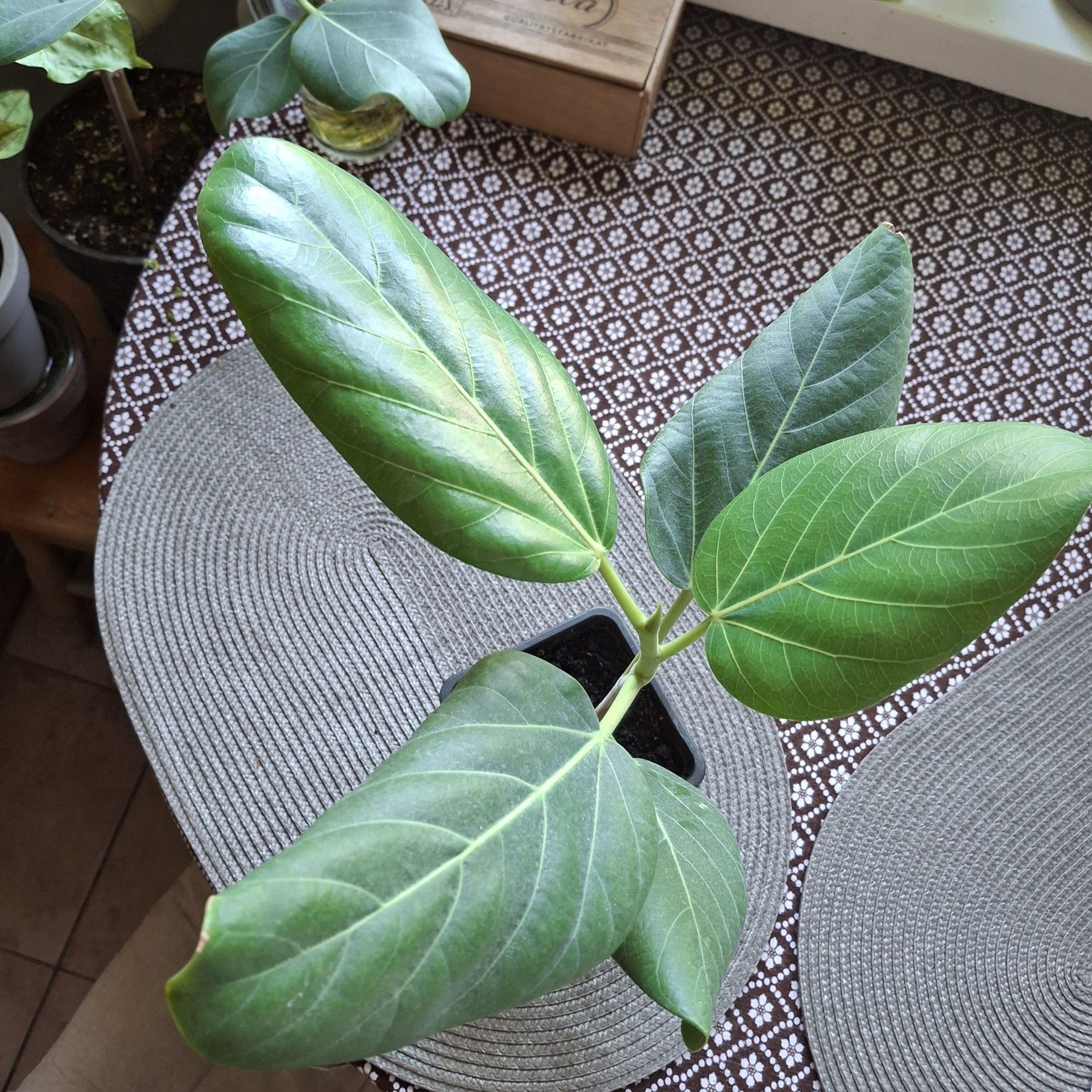 Fikus ficus Benjamina Barok ,Fikus Audrey