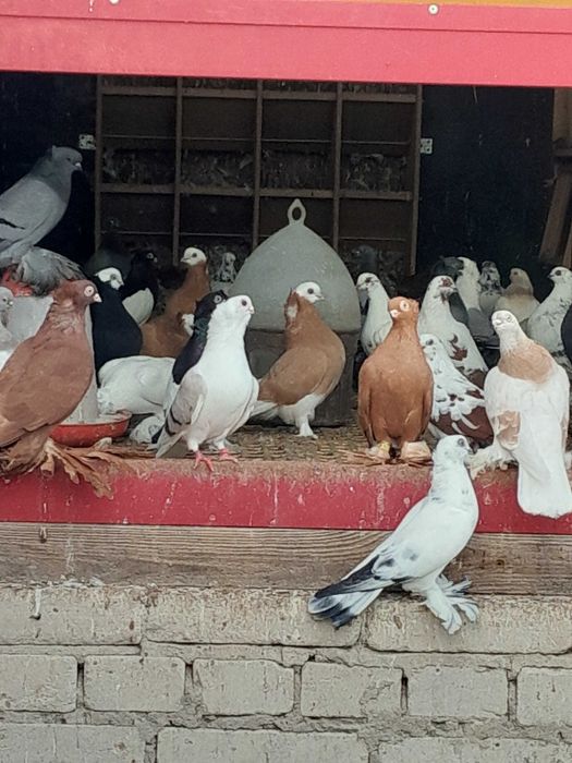 Gołębie ozdobne wywrotki mewki blauwindry krymki widyny krakowiaki