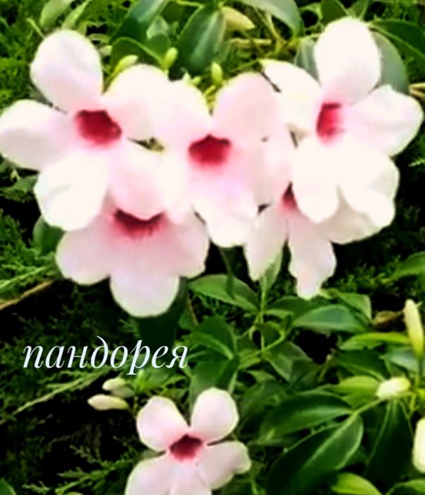 Пандорея жасминовидна