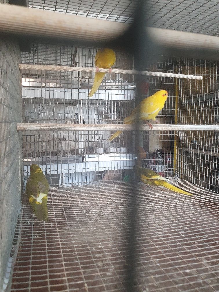 Agapornis varias mutações.