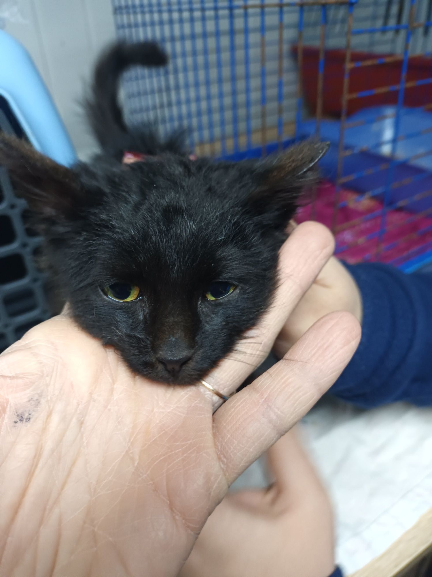 Кошеня 2 міс хлопчик Бахмут