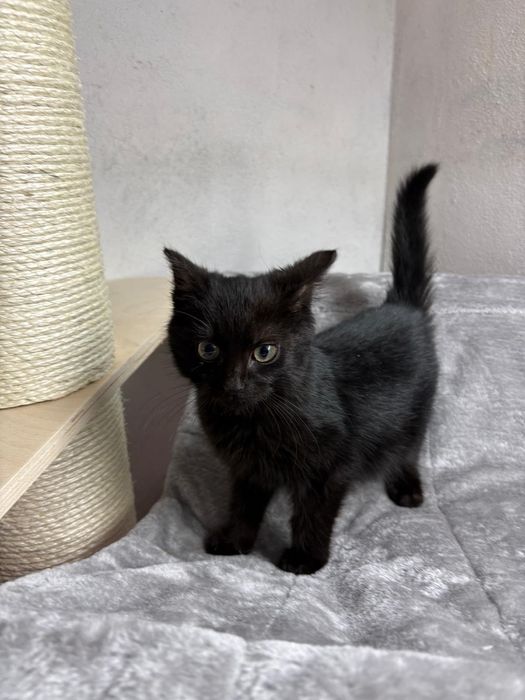 Wesoły koci maluch Leo szuka domu