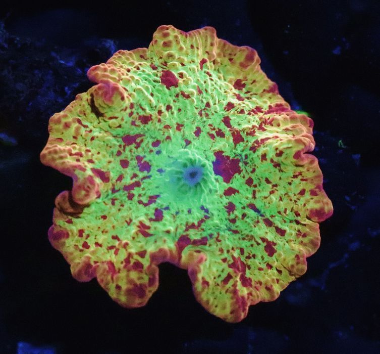 DISCOSOMA Jawbreaker Premium Selection  FLUOLAMPS.PL WYSYŁKI