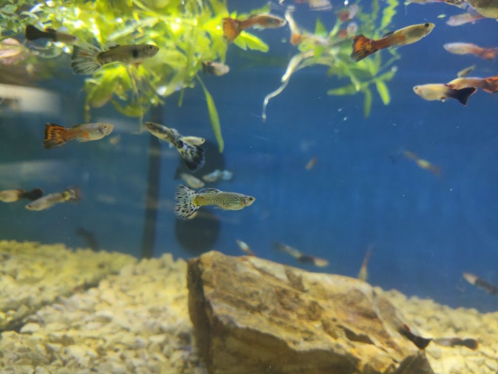 Guppys variados criação própria