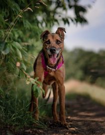 Thor - dzielny psiak szuka spokojnego miejsca na ziemi ADOPCJA