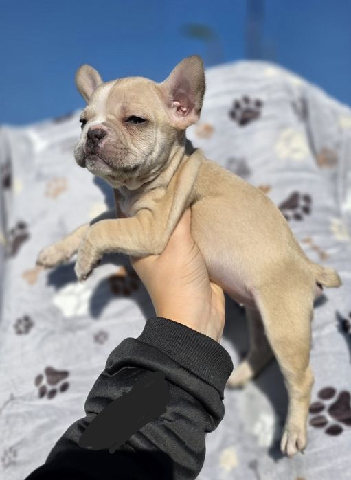 Buldogue Francês Fêmea Bege