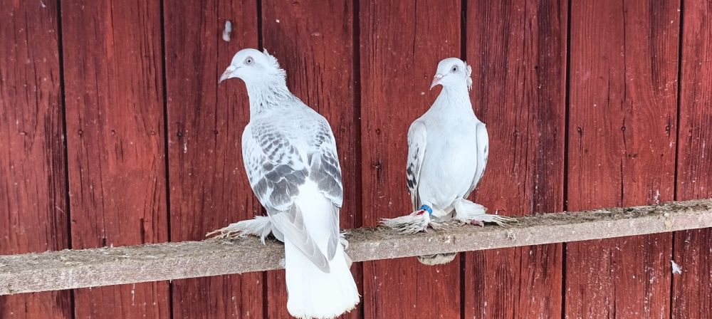 Gołębie z lotu Żałobniki perłowe koroniate kosmate