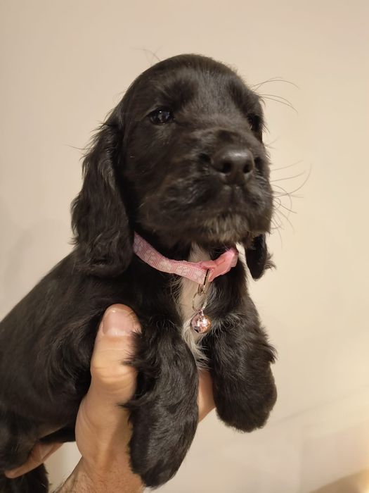 Cocker spaniel angielski suczka czarna