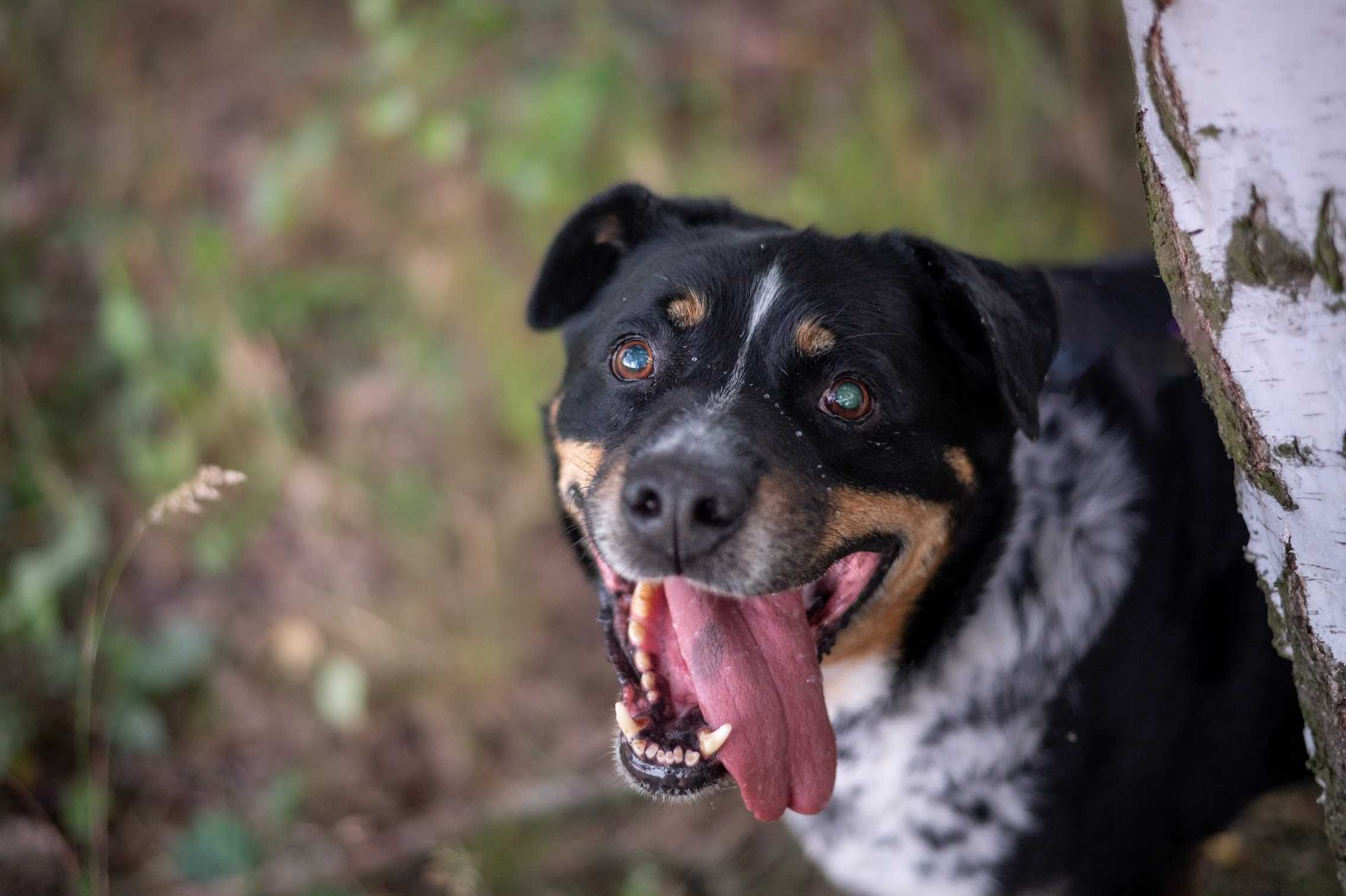 Piękny BARON w typie rottweilera czeka na kochającą rodzinę!