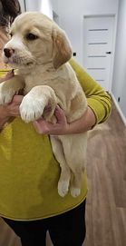 Golden Retriever,  Labrador, szczenięta ,szczeniaki