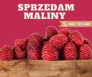 Sprzedam maliny swieże