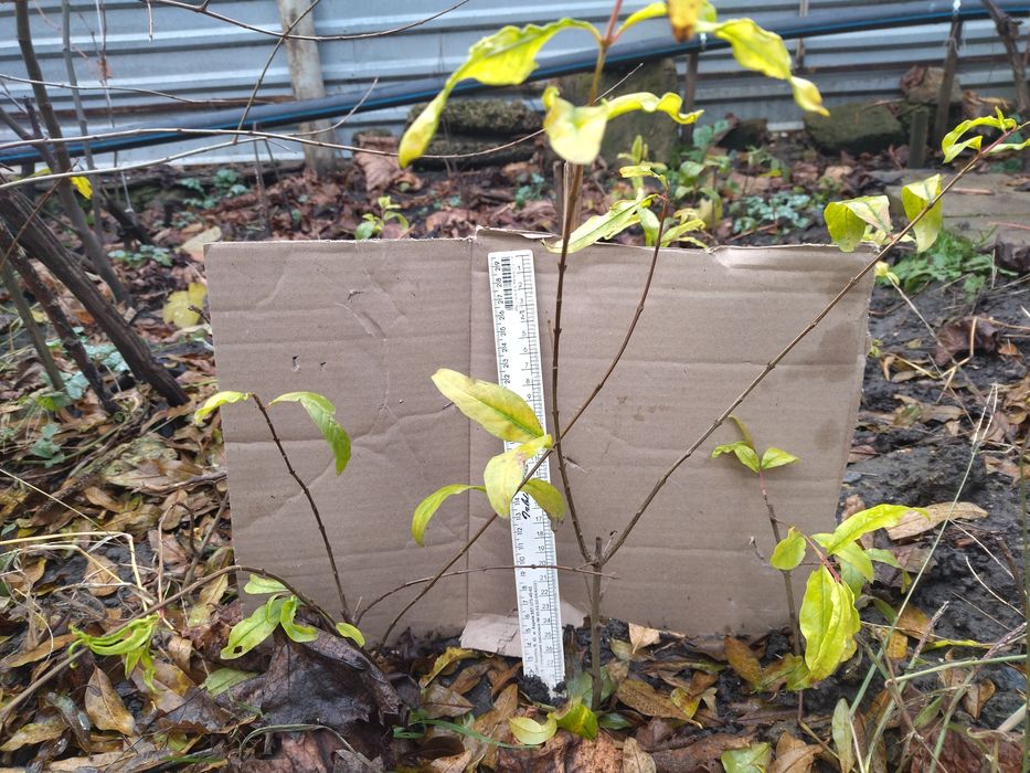 Гранат саженцы Ак-Дона