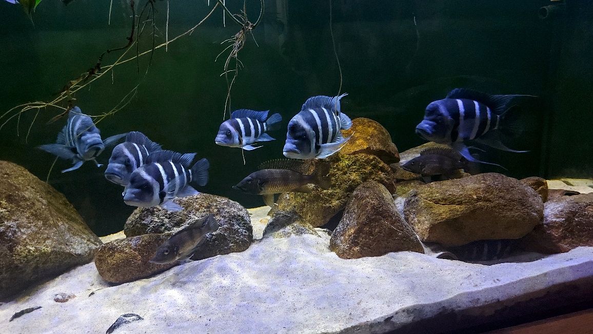 Cyphotilapia Gibberosa Blue Zaire Kitumba