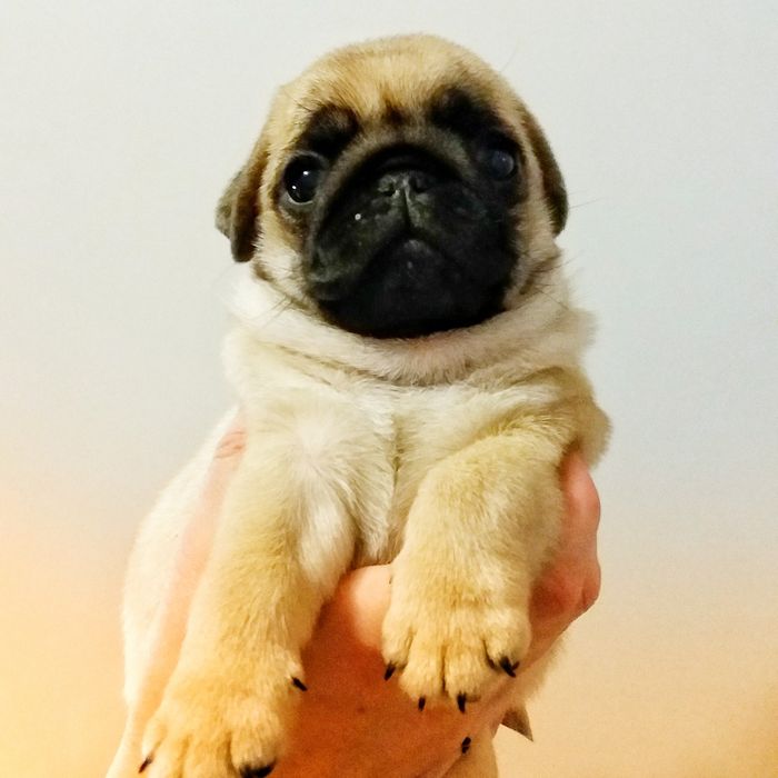 Мопс открыт для вязок