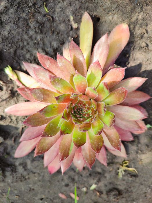 Набір молодил + очиток в подарунок