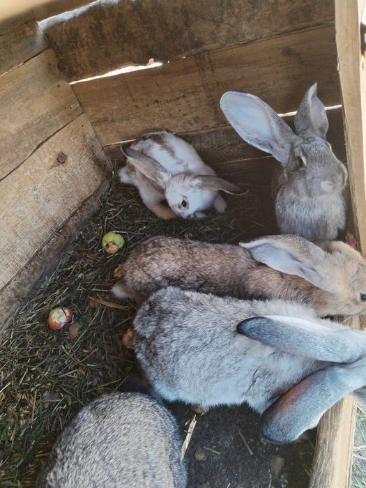 Sprzedam króliki mieszańce