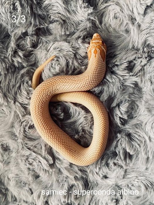 Heterodon superconda albino samiec