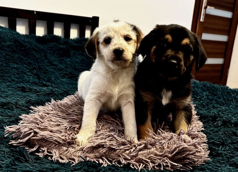 Oddam pieski w dobre ręce