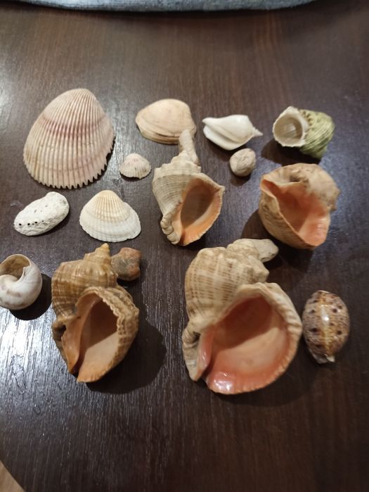 Продам ракушки для аквариума