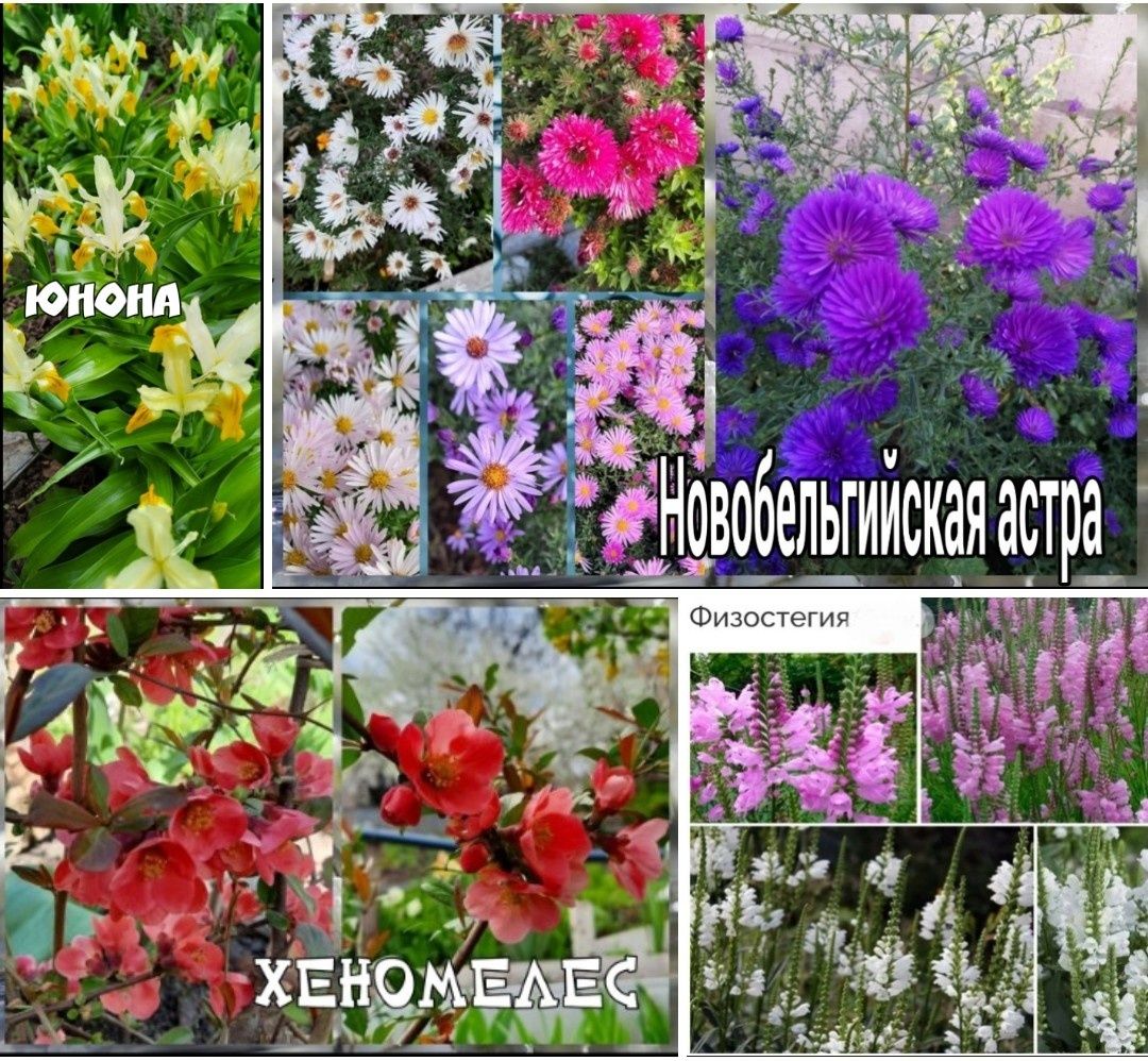Хризантемы,Барвинок 5 сортов,Брунера,физостегия,плющи 7 сортов и много