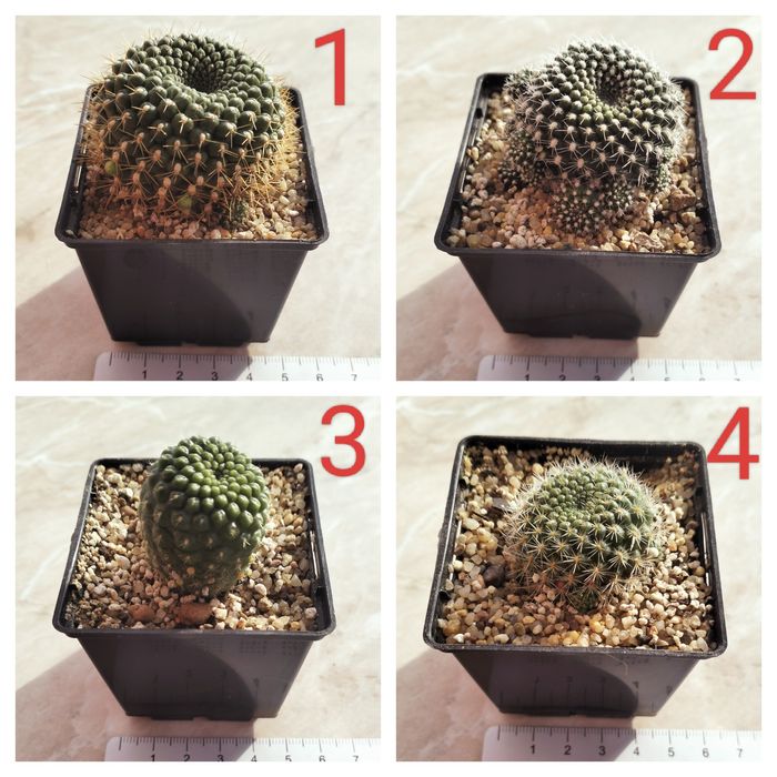 Продам колекційні кактуси