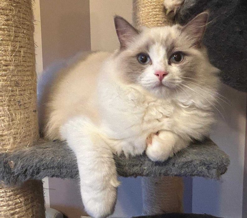 Uroczy kocurek Irwin rasy Ragdoll