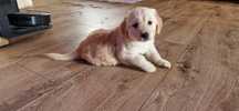 Golden Retriever FCI, piesek