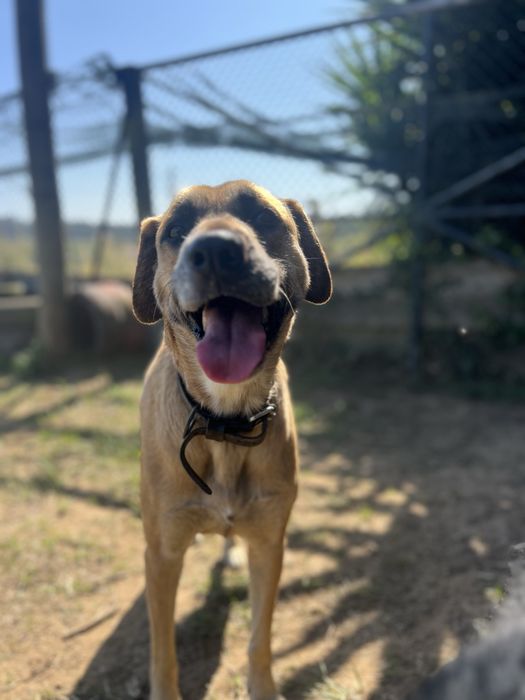 DAISY - cadela para adoção responsavel