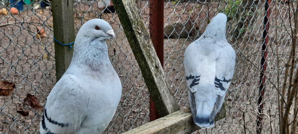 Gołębie pocztowy standard