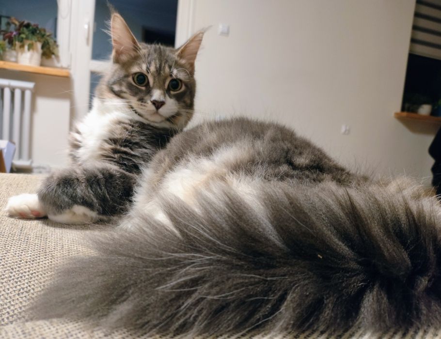 Kotka rasy Maine coon