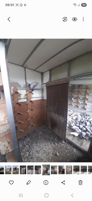 Pombal pombos correio
