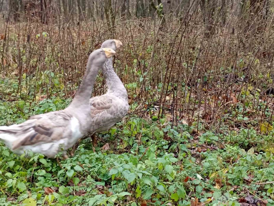 Гуси  тульські комогори