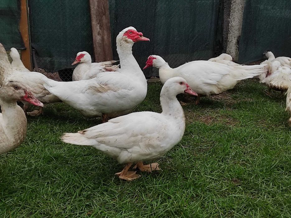Мускусні качки важка лінія німецька селекція, молодняк та дорослі