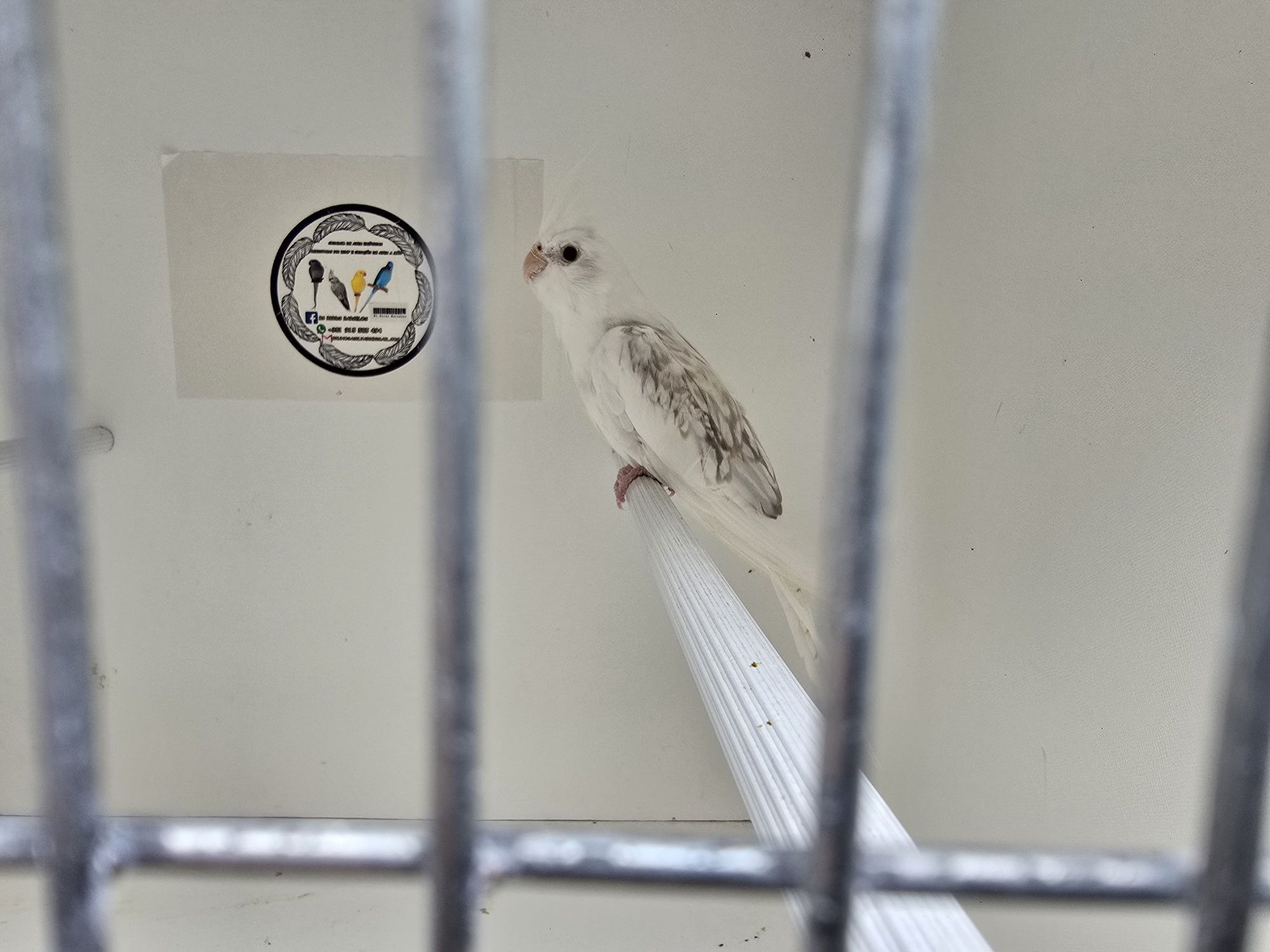 Vendo varias aves deste ano e um macho de 2024