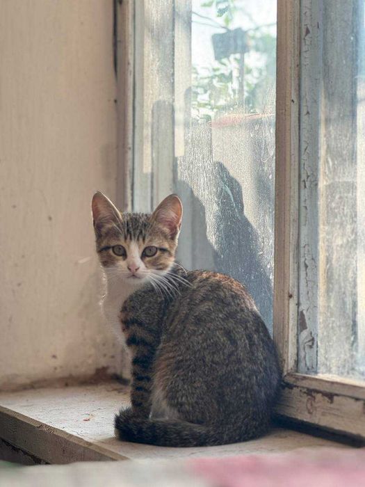 Кошенят в добрі руки