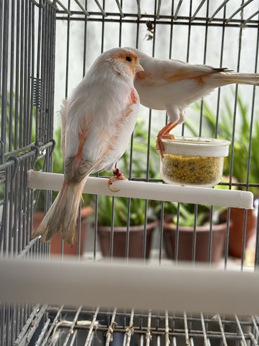 3 Casais  de canarios mais viveiro