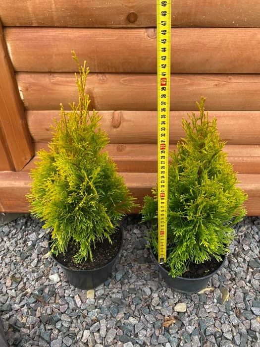 Туя смарагд(п9)-великий вибір