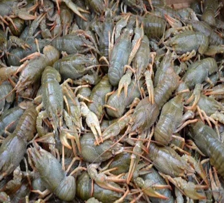 Продам живій рак оптом вид 5 кг