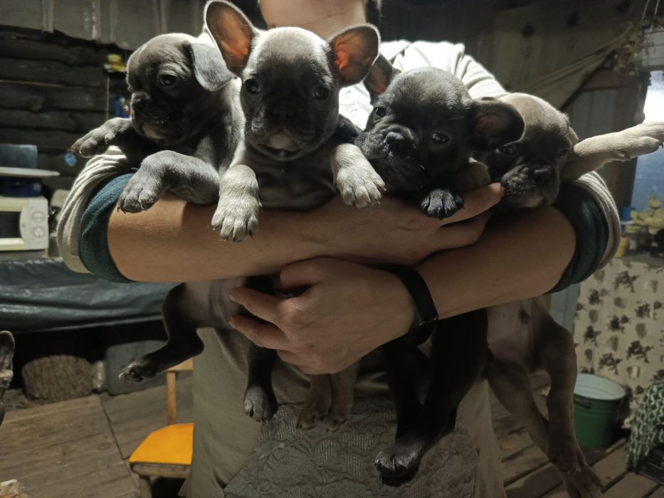 Продаємо цуценят французький бульдог