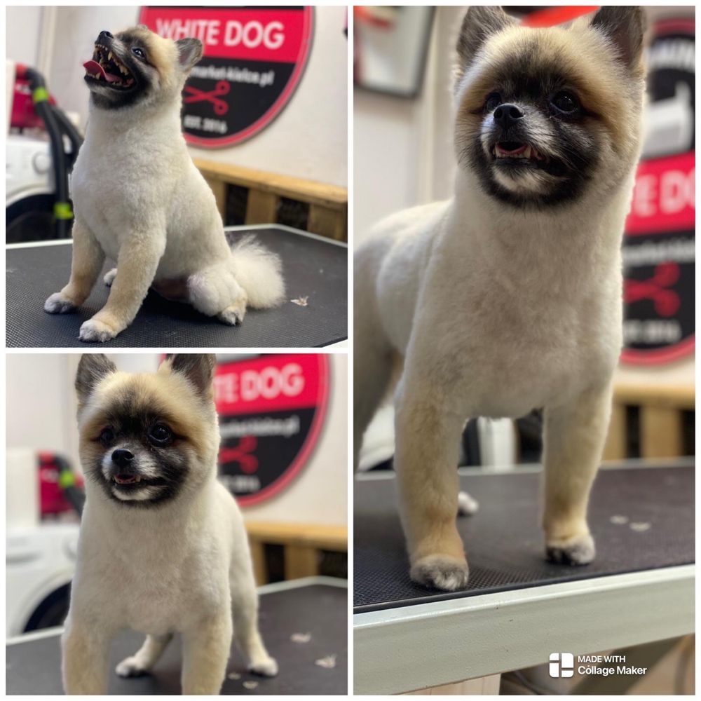 Pińczów Salon pielęgnacji zwierząt White Dog
