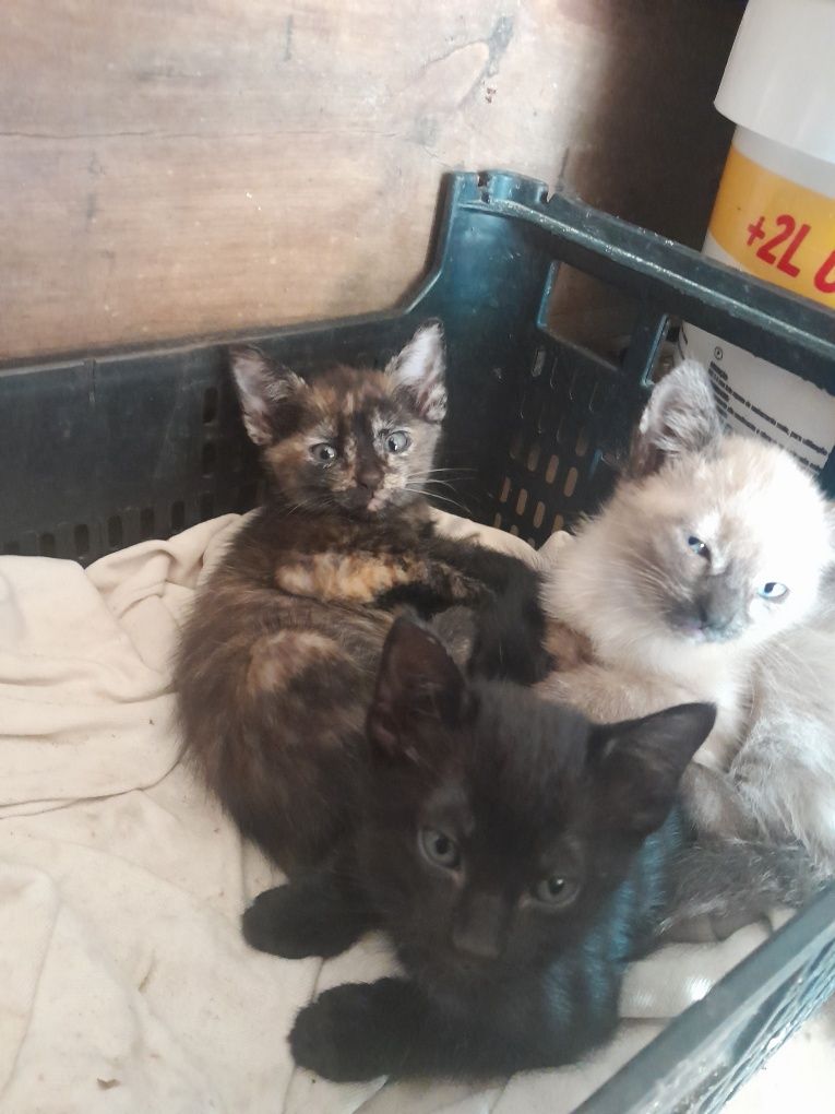 Gatinhos para adoçao
