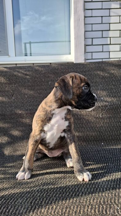 Щенки немецкого боксера