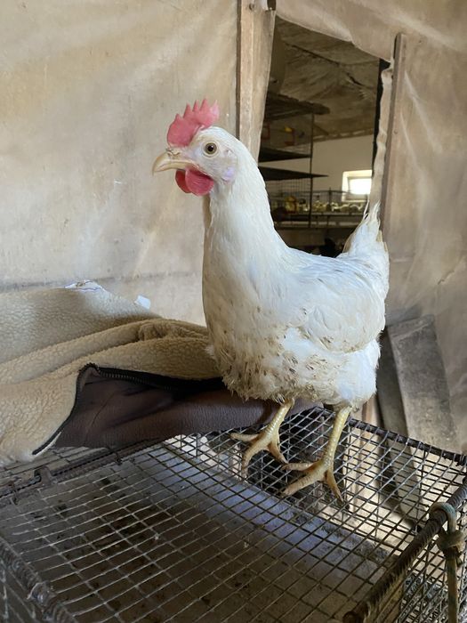 Курочки Ломан-Сенді 5,5 місяця