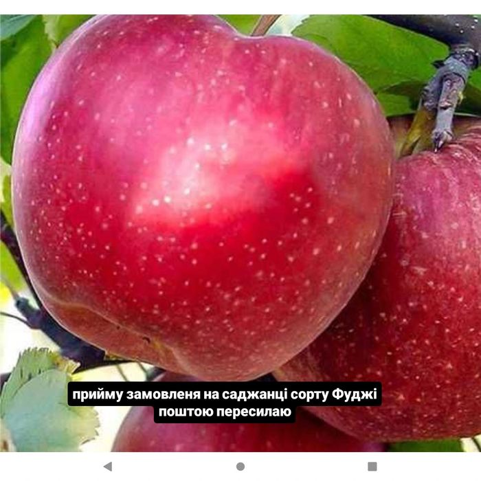 Продам саджанці дерев різних плодових культур сучасних сортів