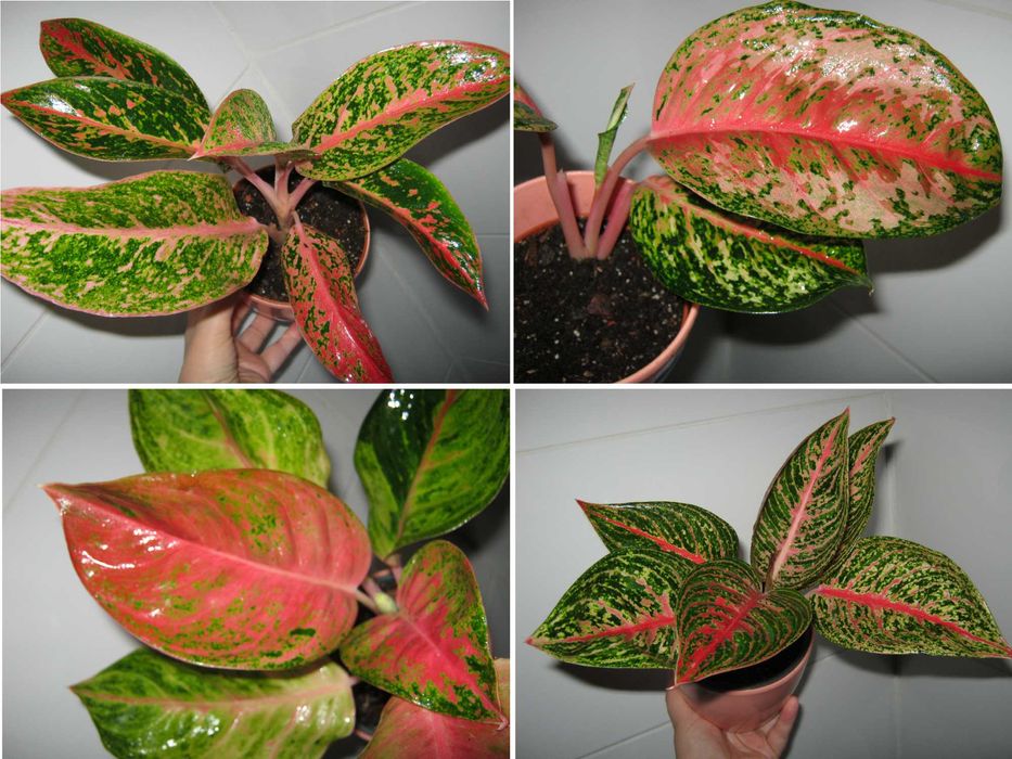 аглаонема разные сорта есть детки, подростки, молодые кусты цены разны