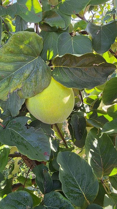 Pigwa gruszkowa sprzedam owoce