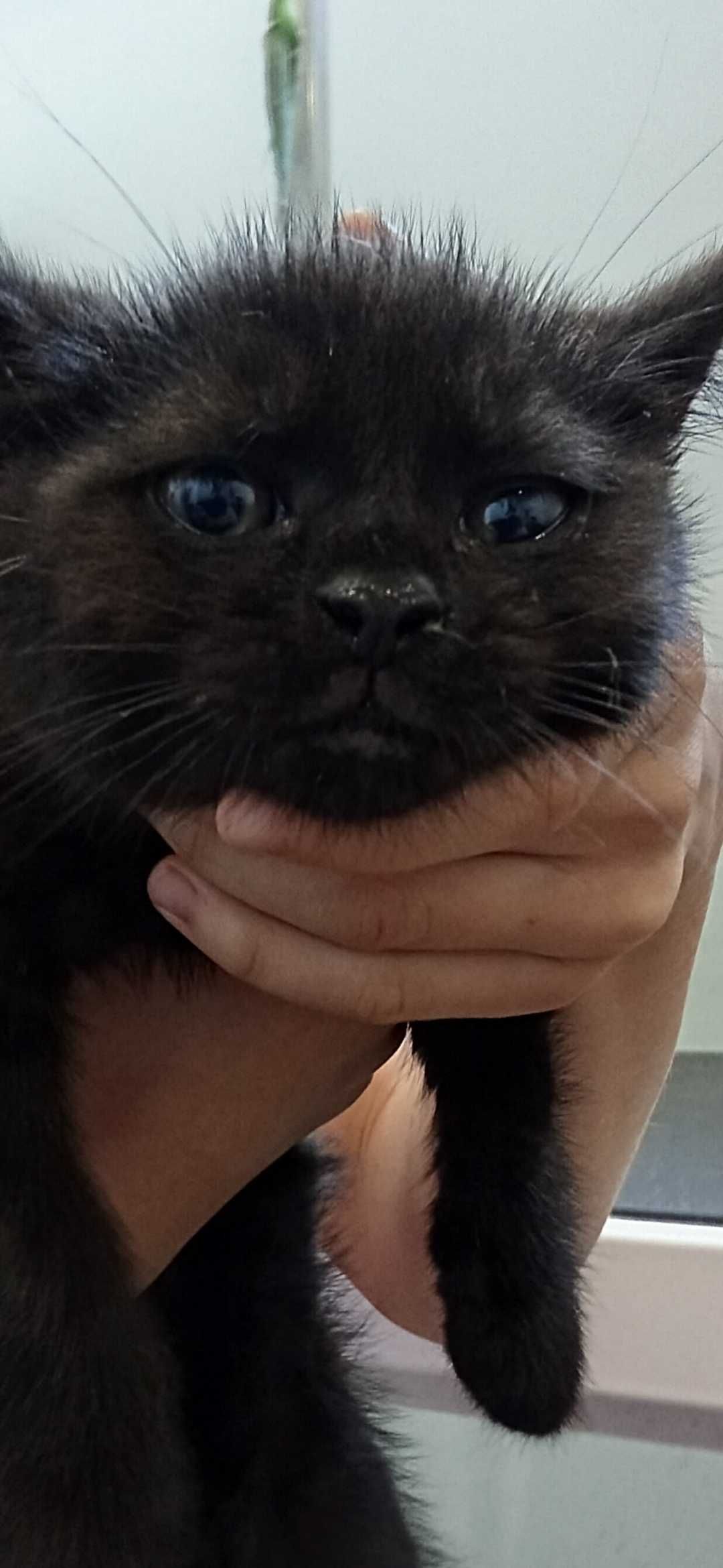 Czarny puchaty kocurek do adopcji